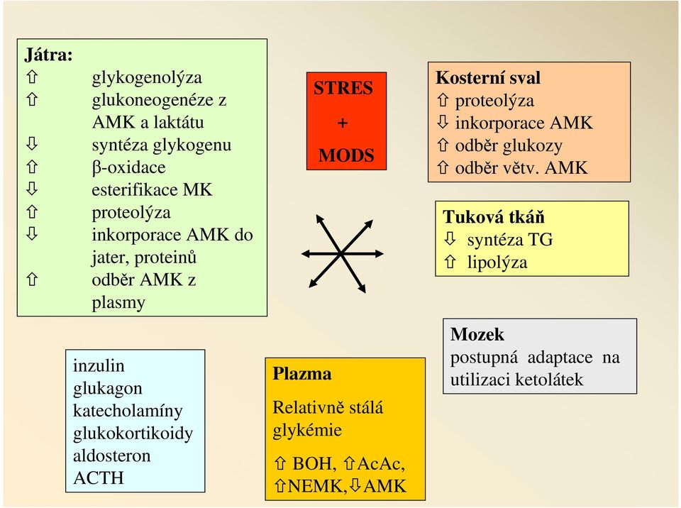 aldosteron ACTH Plazma STRES + MODS Relativně stálá glykémie BOH, AcAc, NEMK, AMK Kosterní sval proteolýza