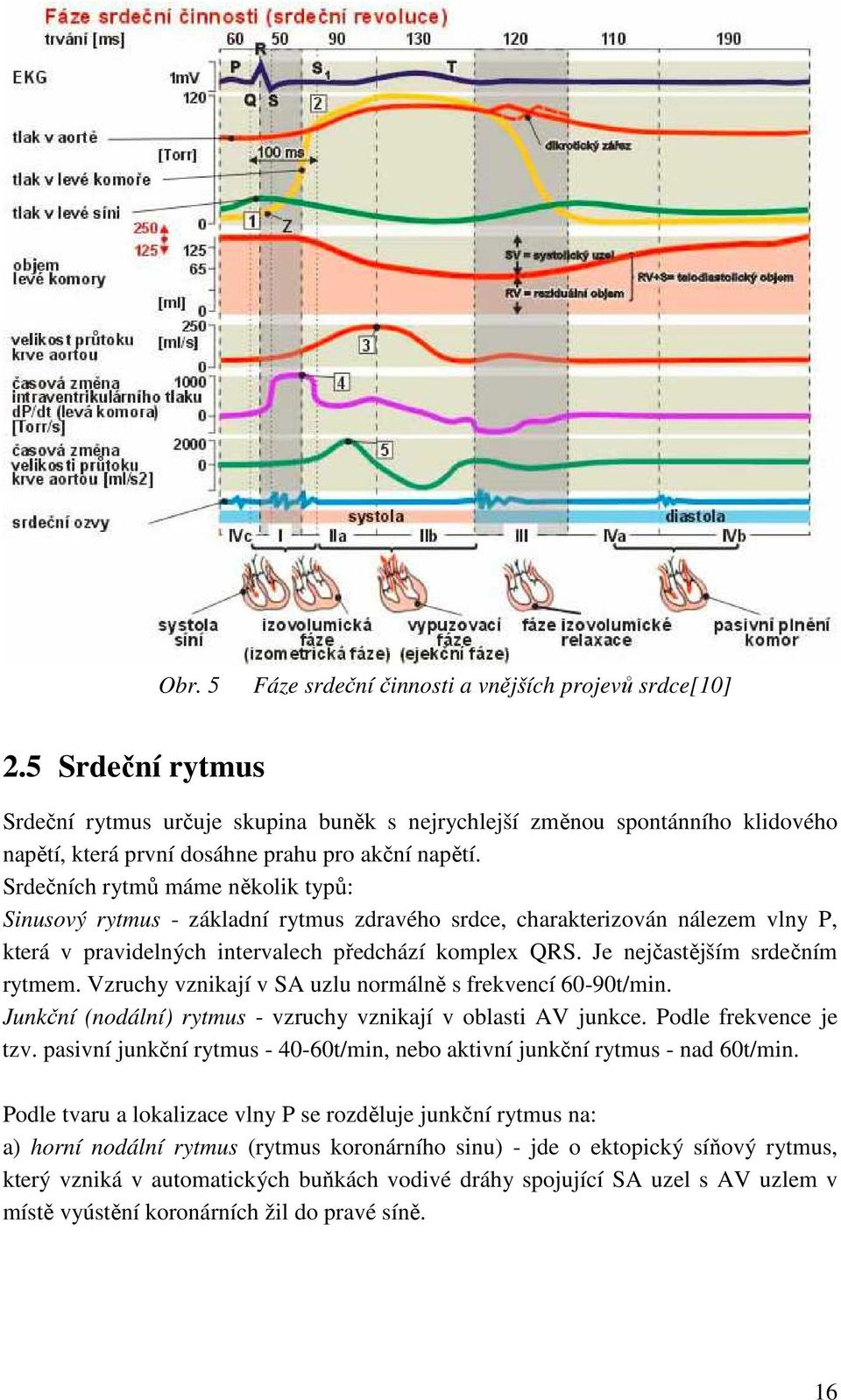 Srdečních rytmů máme několik typů: Sinusový rytmus - základní rytmus zdravého srdce, charakterizován nálezem vlny P, která v pravidelných intervalech předchází komplex QRS.