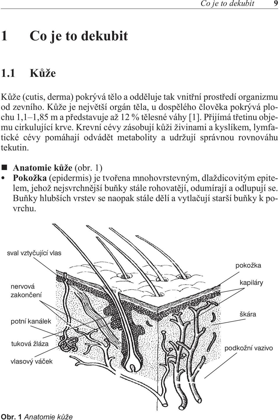 Krevní cévy zásobují kùži živinami a kyslíkem, lymfatické cévy pomáhají odvádìt metabolity a udržují správnou rovnováhu tekutin. Anatomie kùže (obr.