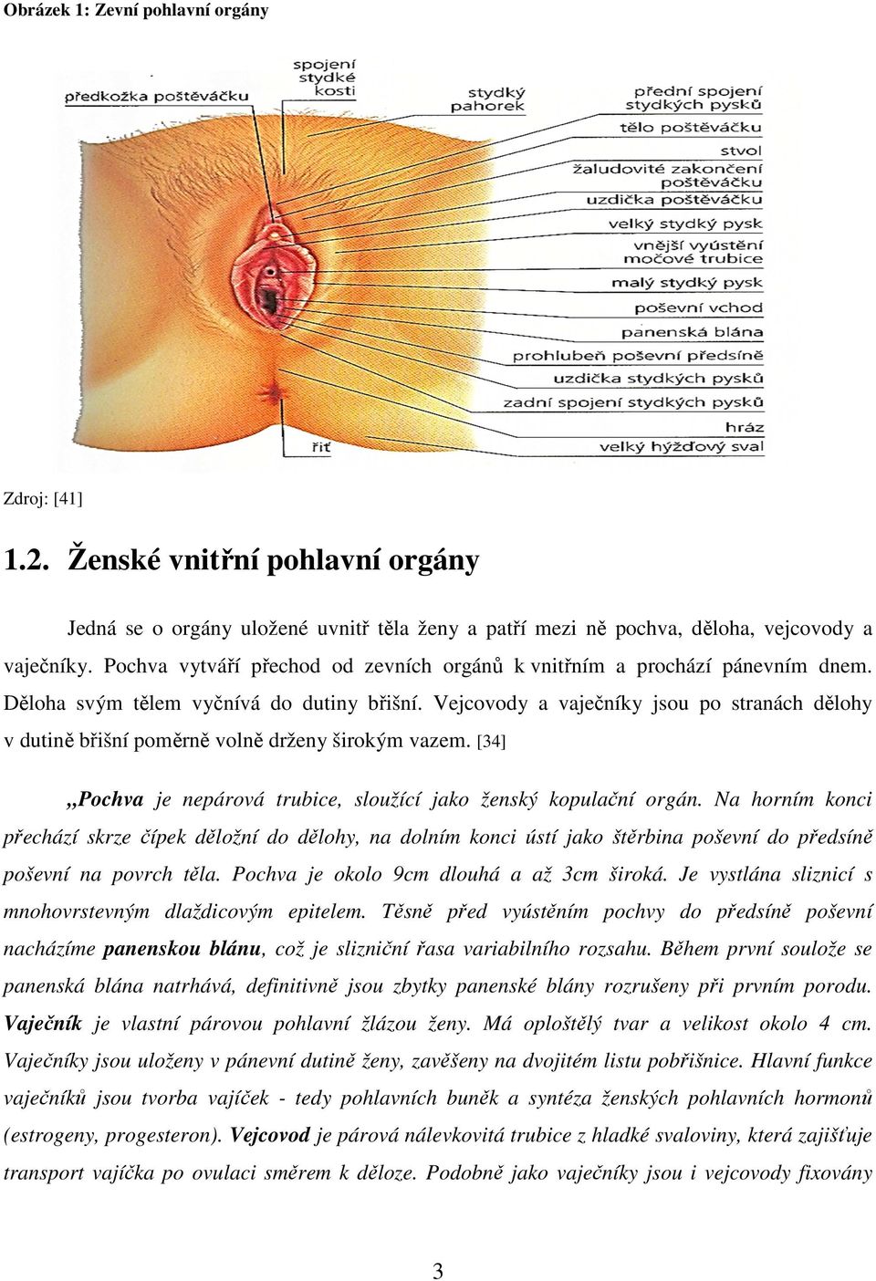 Vejcovody a vaječníky jsou po stranách dělohy v dutině břišní poměrně volně drženy širokým vazem. [34] Pochva je nepárová trubice, sloužící jako ženský kopulační orgán.