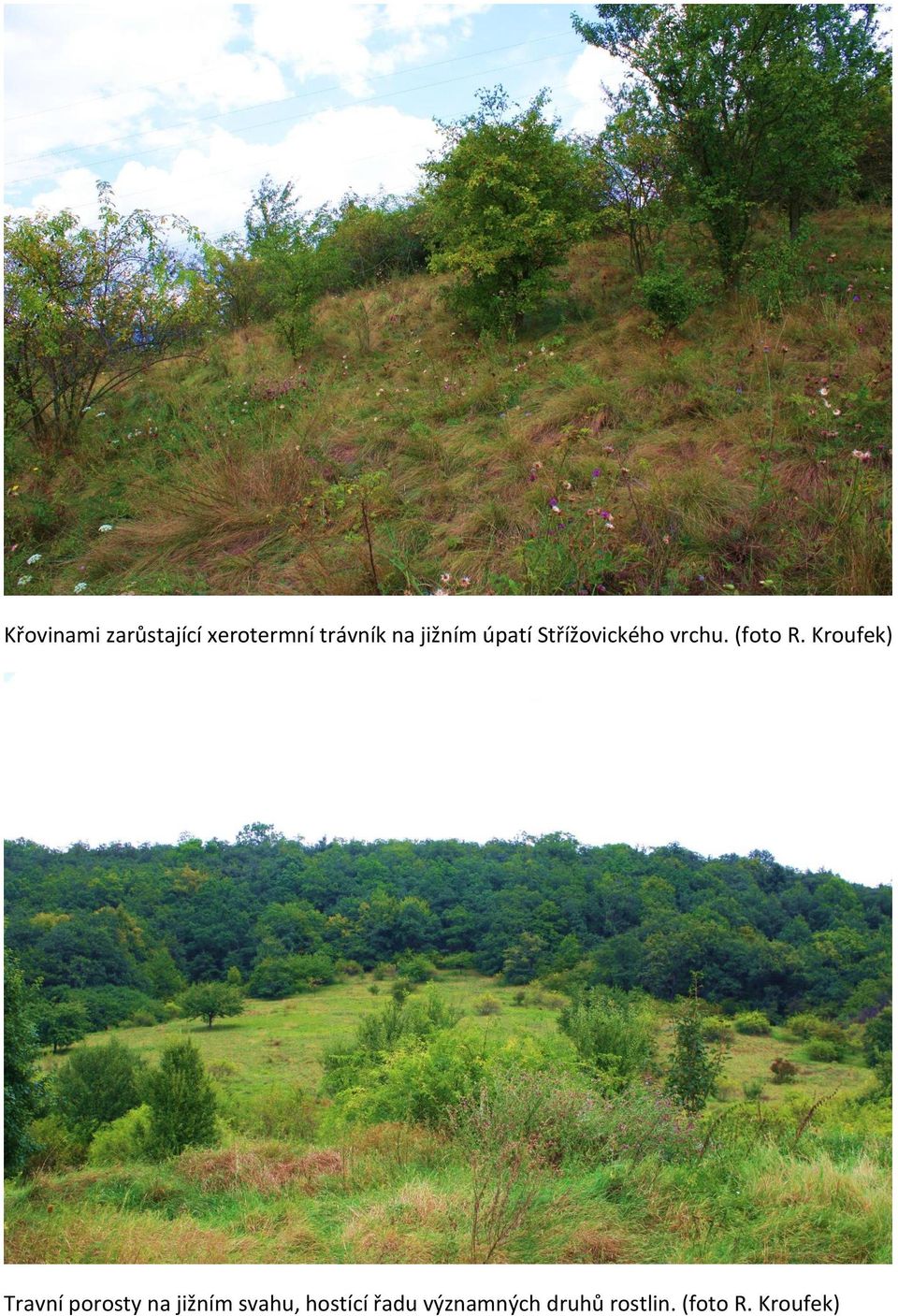 Kroufek) Travní porosty na jižním svahu,