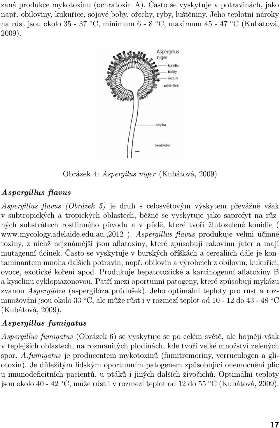 Aspergillus flavus Obrázek 4: Aspergilus niger (Kubátová, 2009) Aspergillus flavus (Obrázek 5) je druh s celosvětovým výskytem převážně však v subtropických a tropických oblastech, běžně se vyskytuje