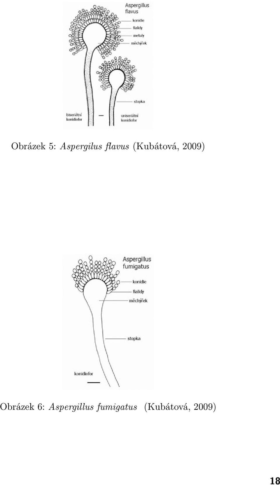 Obrázek 6: Aspergillus