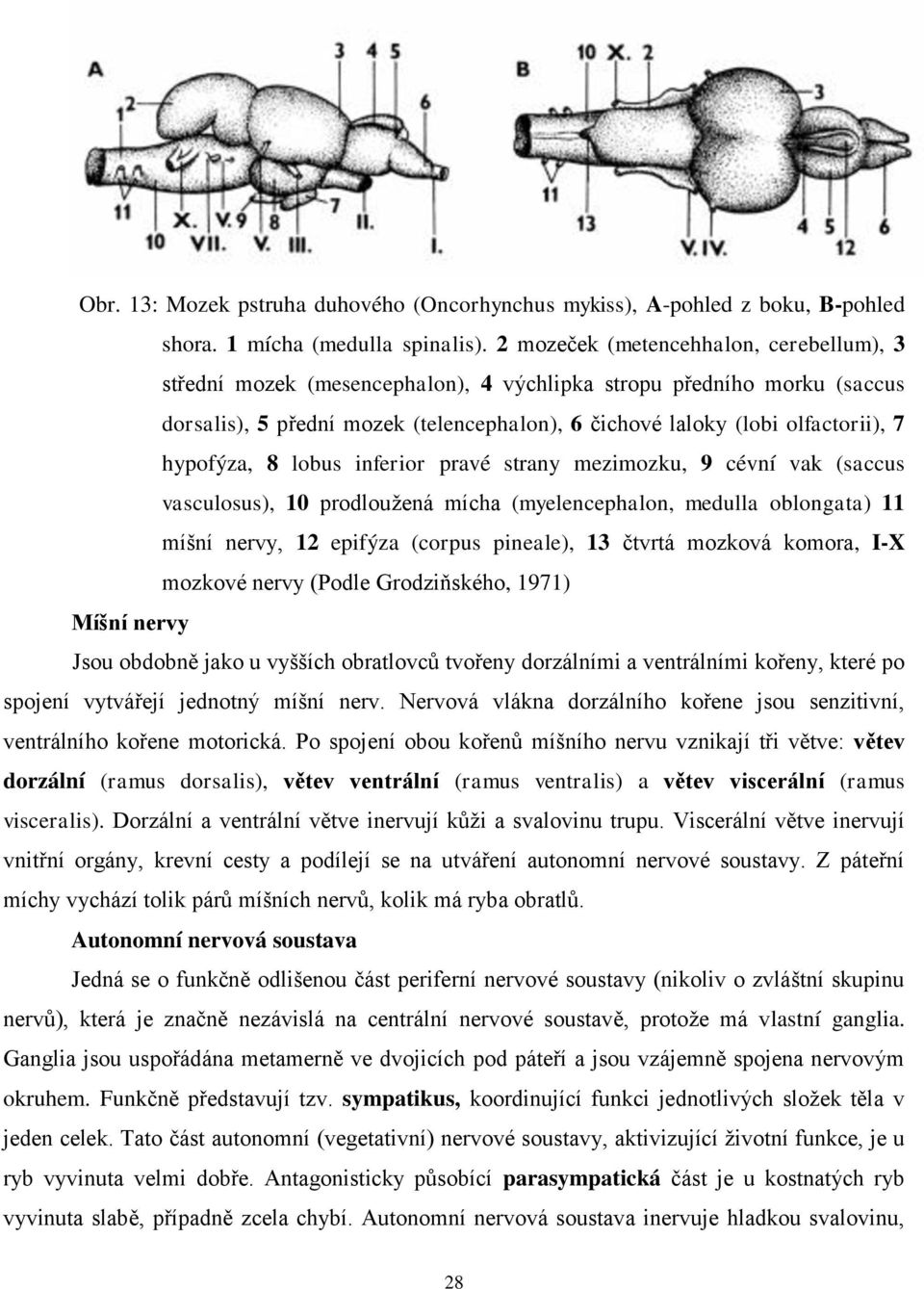 hypofýza, 8 lobus inferior pravé strany mezimozku, 9 cévní vak (saccus vasculosus), 10 prodloužená mícha (myelencephalon, medulla oblongata) 11 míšní nervy, 12 epifýza (corpus pineale), 13 čtvrtá