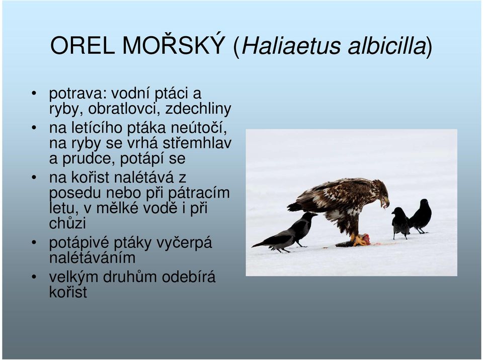 potápí se na kořist nalétává z posedu nebo při pátracím letu, v mělké vodě