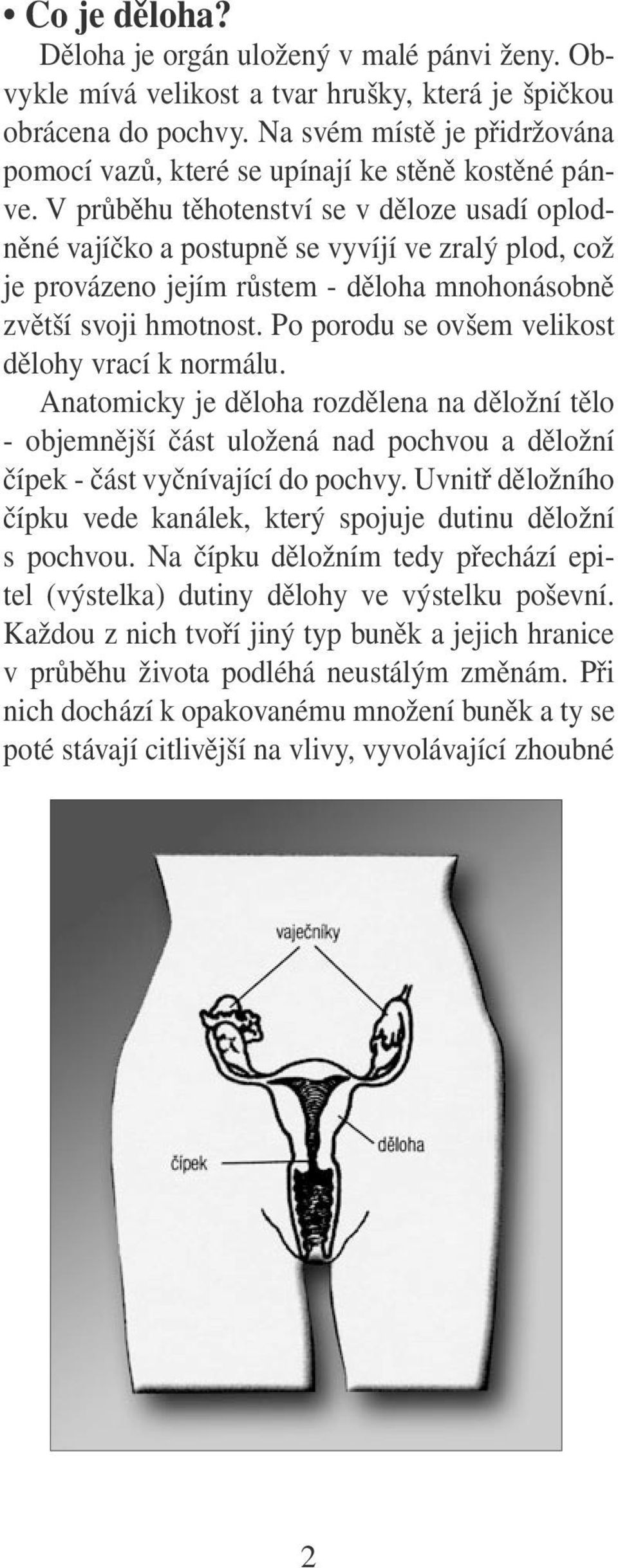 V průběhu těhotenství se v děloze usadí oplodněné vajíčko a postupně se vyvíjí ve zralý plod, což je provázeno jejím růstem - děloha mnohonásobně zvětší svoji hmotnost.