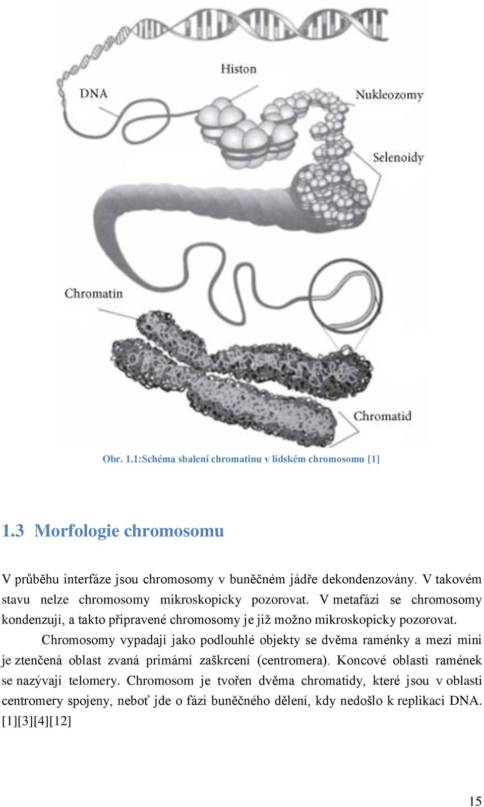 V metafázi se chromosomy kondenzují, a takto připravené chromosomy je jiţ moţno mikroskopicky pozorovat.