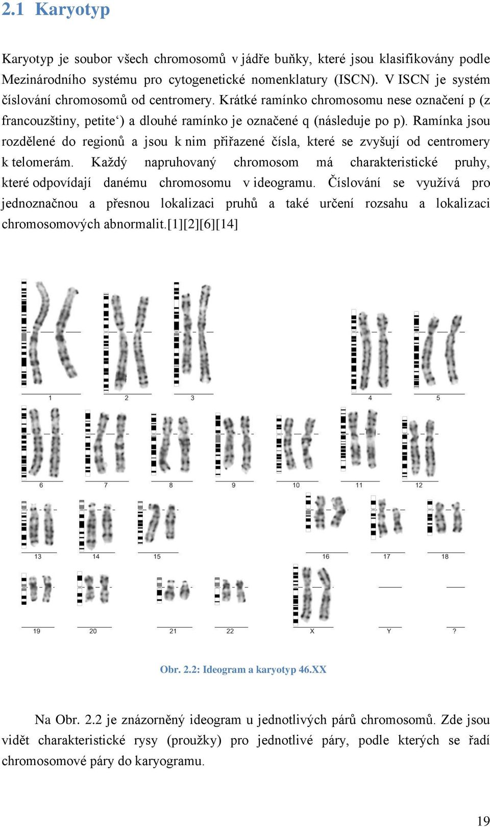 Ramínka jsou rozdělené do regionů a jsou k nim přiřazené čísla, které se zvyšují od centromery k telomerám.
