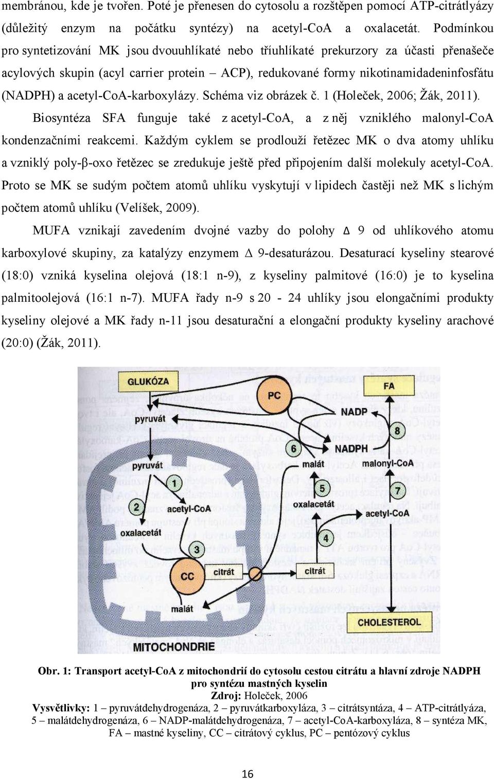 acetyl-coa-karboxylázy. Schéma viz obrázek č. 1 (Holeček, 2006; Žák, 2011). Biosyntéza SFA funguje také z acetyl-coa, a z něj vzniklého malonyl-coa kondenzačními reakcemi.