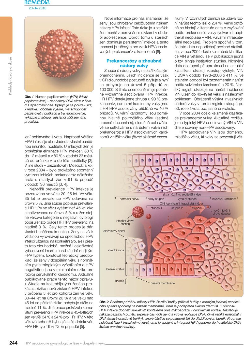 Naprostá vût ina HPV infekcí je ale zvládnuta vlastní bunûãnou imunitou hostitele.