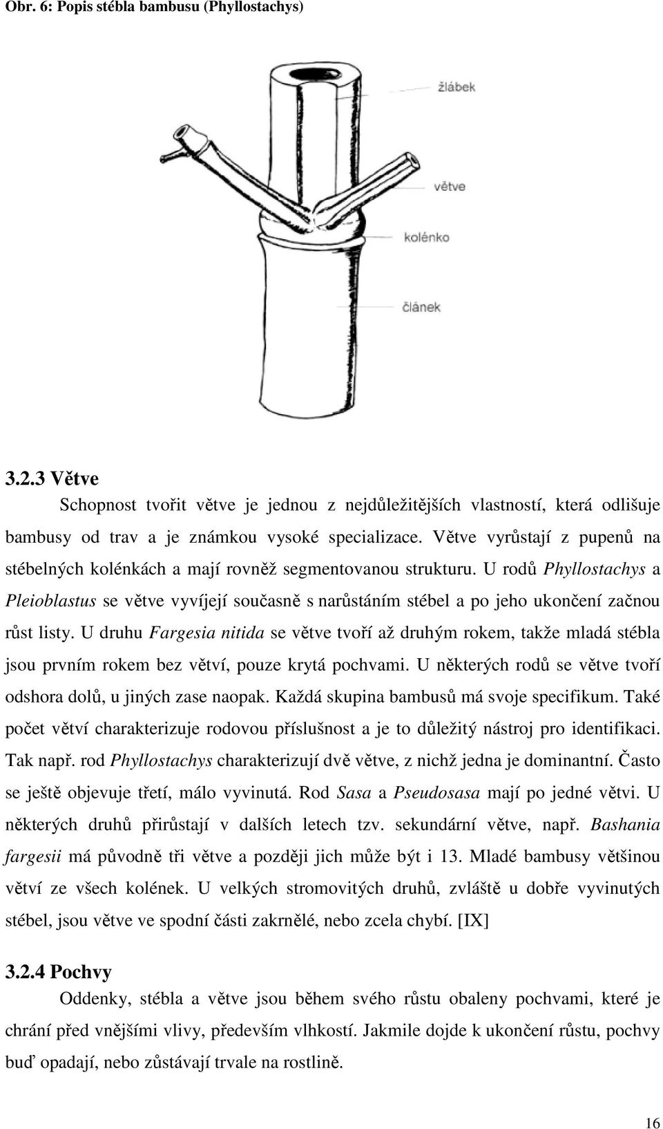 U rodů Phyllostachys a Pleioblastus se větve vyvíjejí současně s narůstáním stébel a po jeho ukončení začnou růst listy.