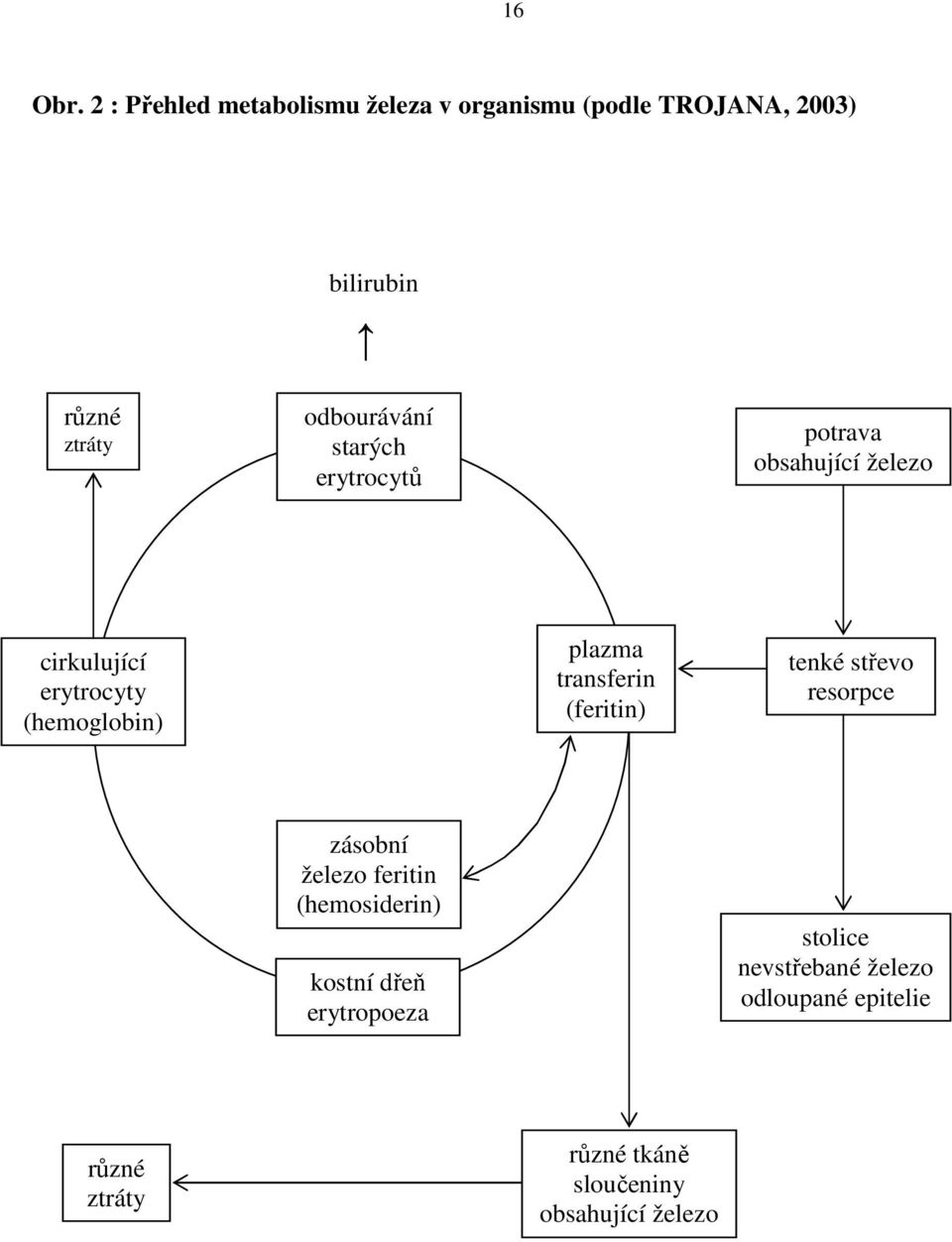 starých erytrocytů potrava obsahující železo cirkulující erytrocyty (hemoglobin) plazma transferin