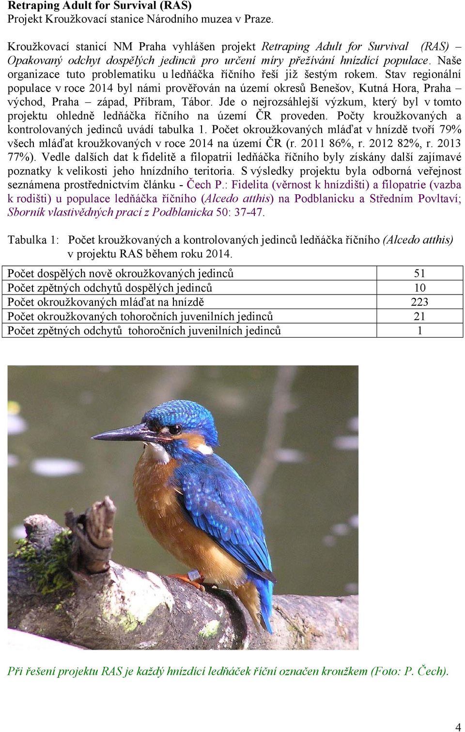 Naše organizace tuto problematiku u ledňáčka říčního řeší již šestým rokem.