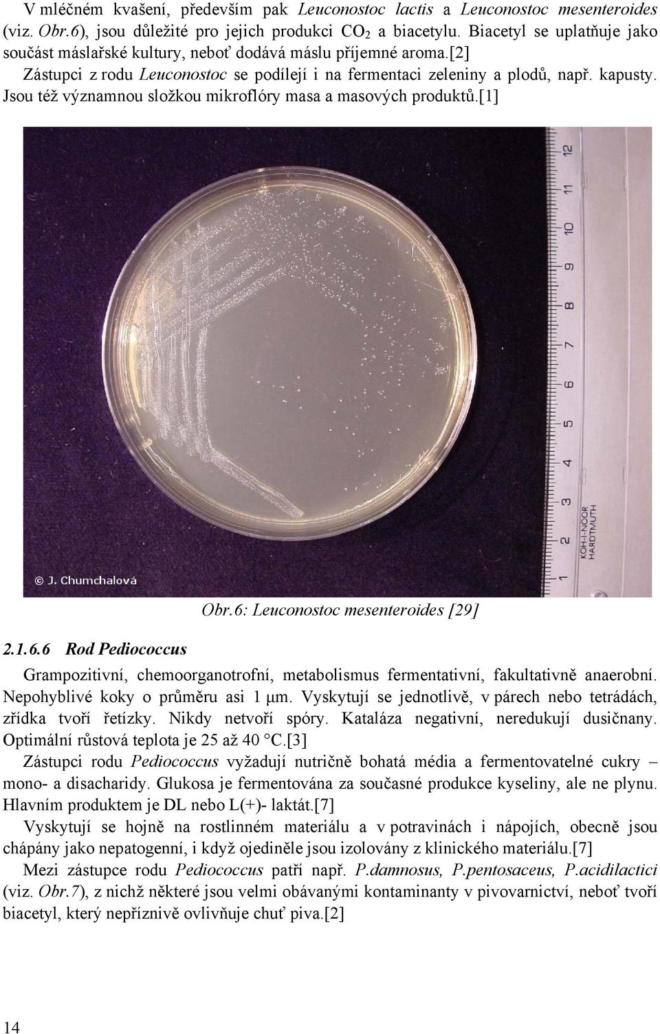 Jsou též významnou složkou mikroflóry masa a masových produktů.[1] Obr.6: Leuconostoc mesenteroides [29] 2.1.6.6 Rod Pediococcus Grampozitivní, chemoorganotrofní, metabolismus fermentativní, fakultativně anaerobní.