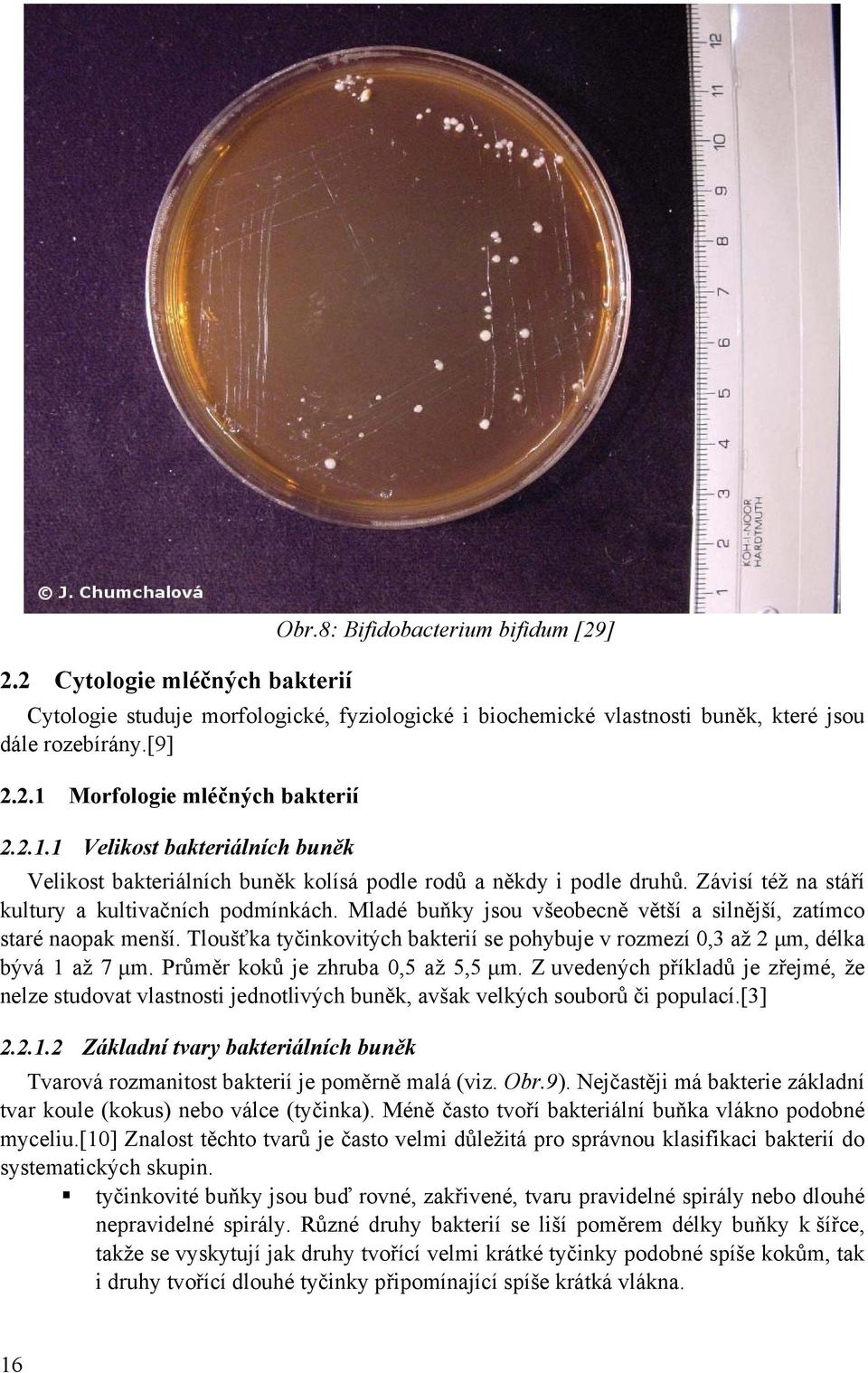 Mladé buňky jsou všeobecně větší a silnější, zatímco staré naopak menší. Tloušťka tyčinkovitých bakterií se pohybuje v rozmezí 0,3 až 2 μm, délka bývá 1 až 7 μm. Průměr koků je zhruba 0,5 až 5,5 μm.