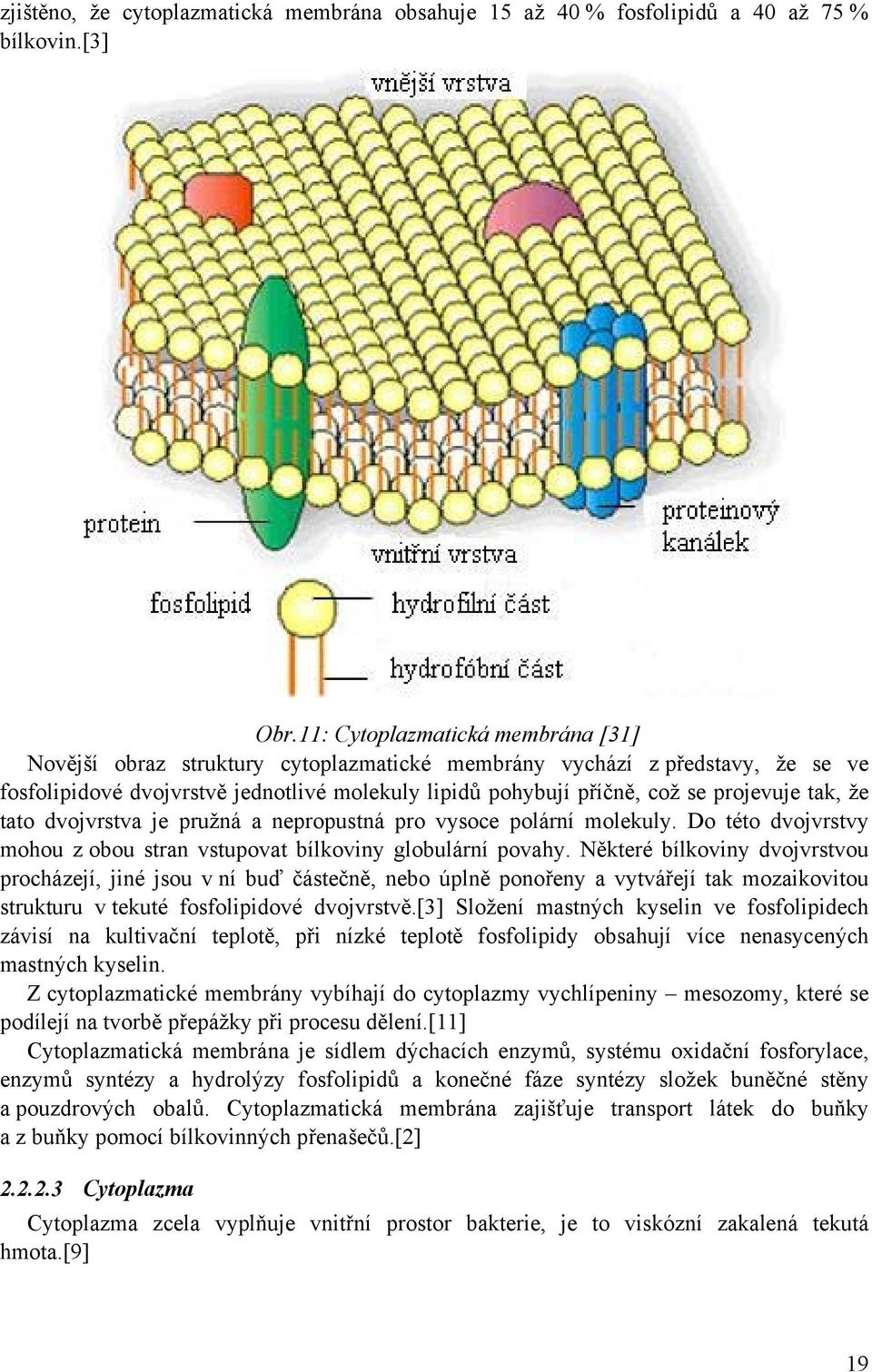 tak, že tato dvojvrstva je pružná a nepropustná pro vysoce polární molekuly. Do této dvojvrstvy mohou z obou stran vstupovat bílkoviny globulární povahy.