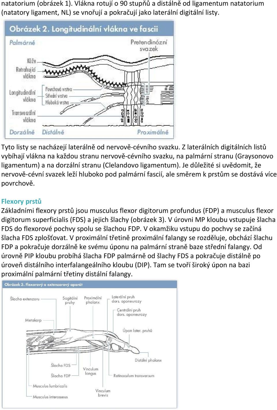 Z laterálních digitálních listů vybíhají vlákna na každou stranu nervově cévního svazku, na palmární stranu (Graysonovo ligamentum) a na dorzální stranu (Clelandovo ligamentum).