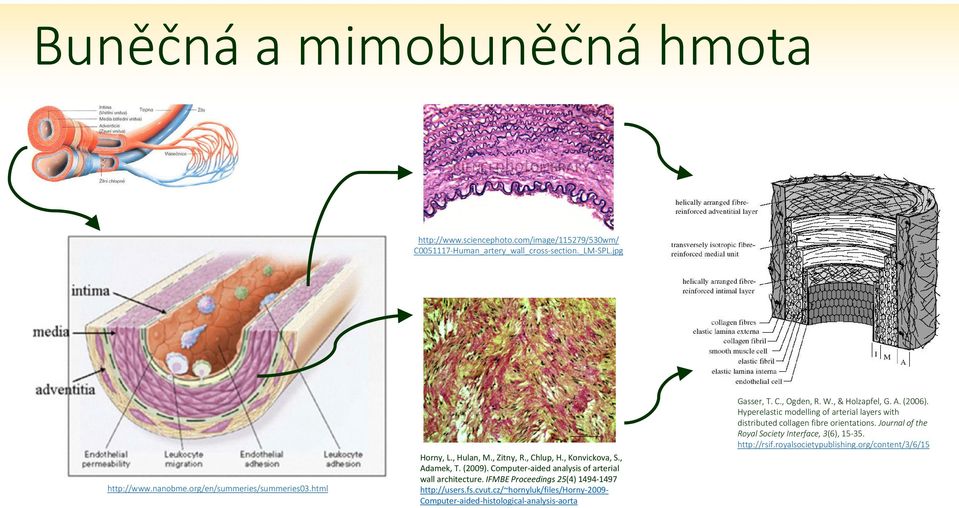 IFMBE Proceedings 25(4) 1494-1497 http://users.fs.cvut.cz/~hornyluk/files/horny-2009- Computer-aided-histological-analysis-aorta Gasser, T. C., Ogden, R. W., & Holzapfel, G.