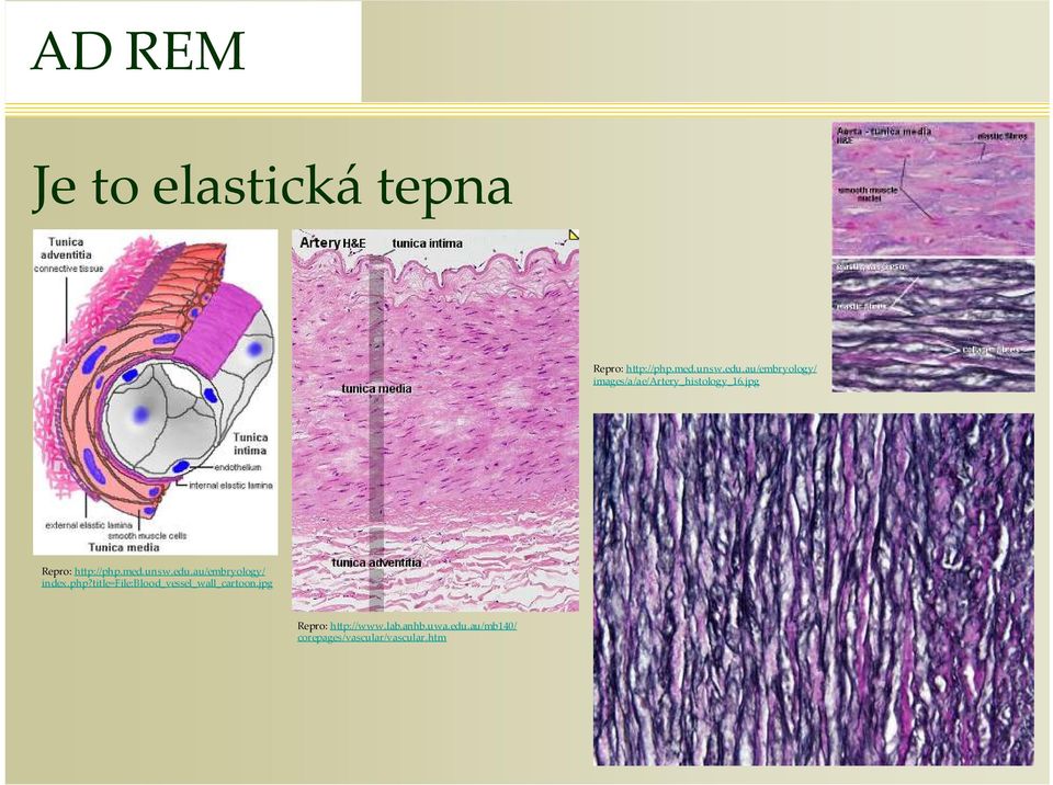 unsw.edu.au/embyology/ index.php?title=file:blood_vessel_wall_catoon.