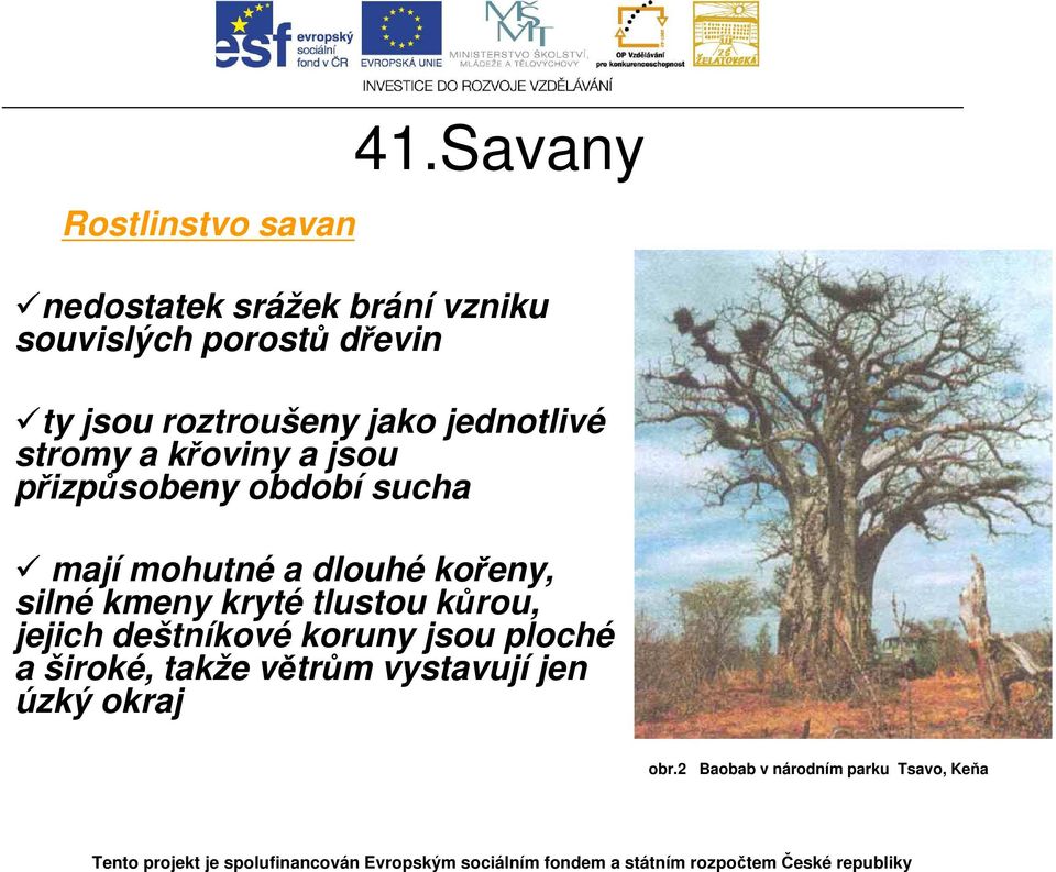jednotlivé stromy a křoviny a jsou přizpůsobeny období sucha mají mohutné a dlouhé kořeny,
