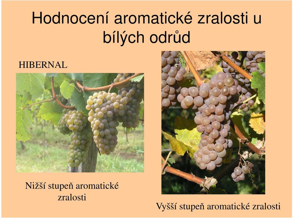 stupeň aromatické zralosti