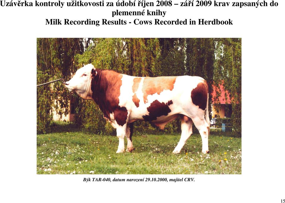 Recording Results - Cows Recorded in Herdbook Býk