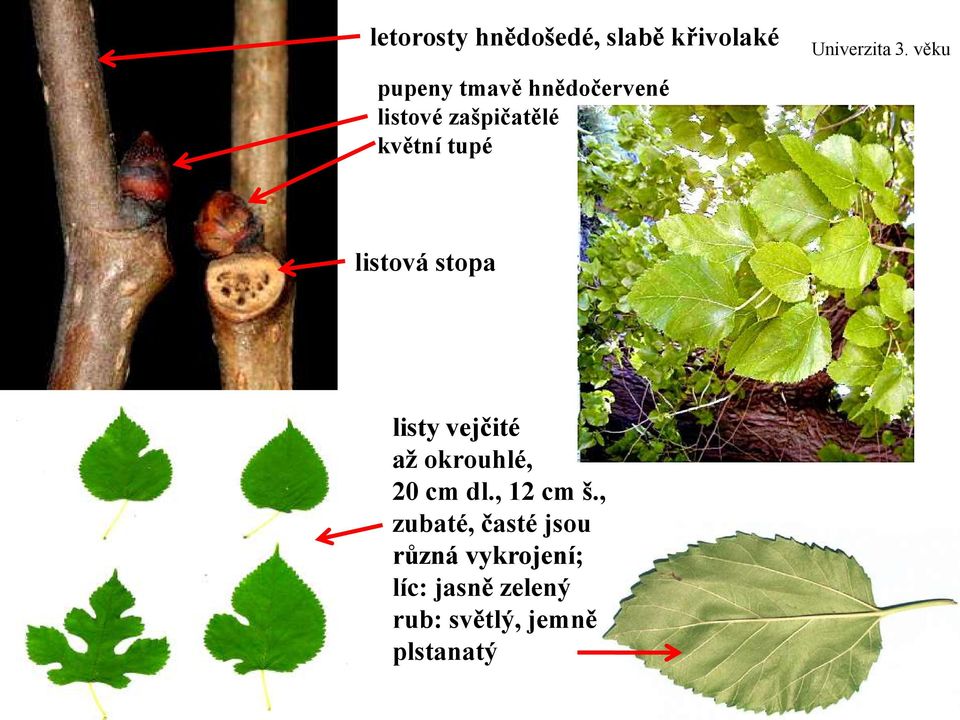 věku listová stopa listy vejčité až okrouhlé, 20 cm dl., 12 cm š.