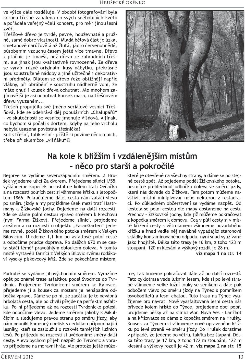Dřevo z ptáčnic je tmavší, než dřevo ze zahradních třešní, ale jinak jsou kvalitativně rovnocenné.