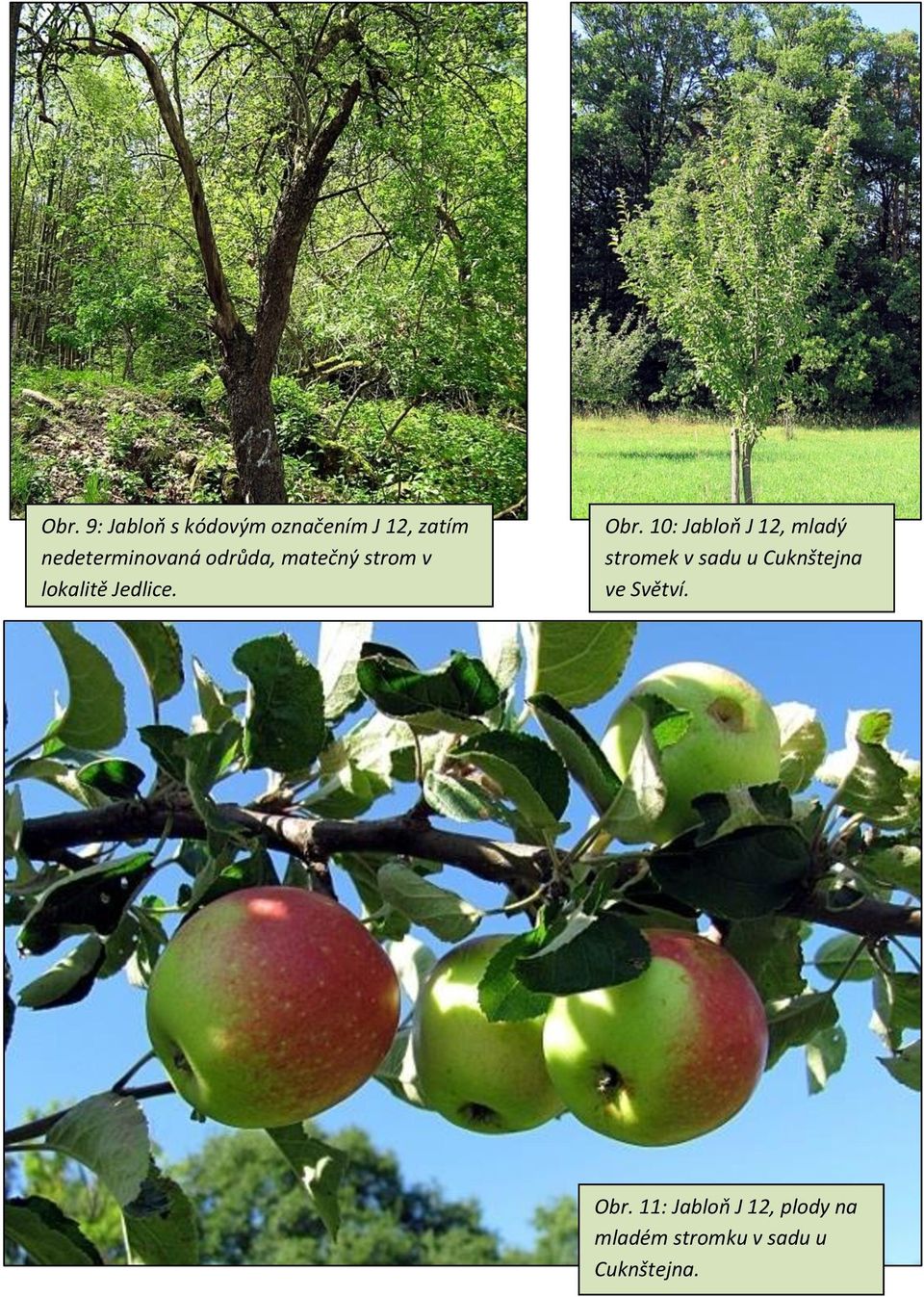 Obr. 10: Jabloň J 12, mladý stromek v sadu u Cuknštejna ve