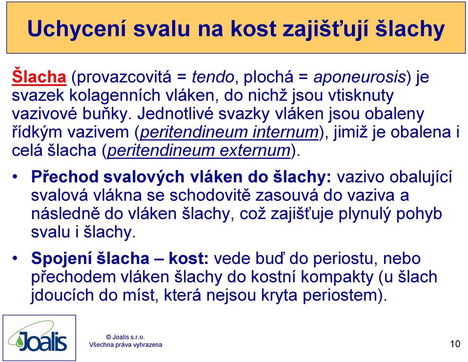 Přechod svalových vláken do šlachy: vazivo obalující svalová vlákna se schodovitě zasouvá do vaziva a následně do vláken šlachy, což zajišťuje plynulý