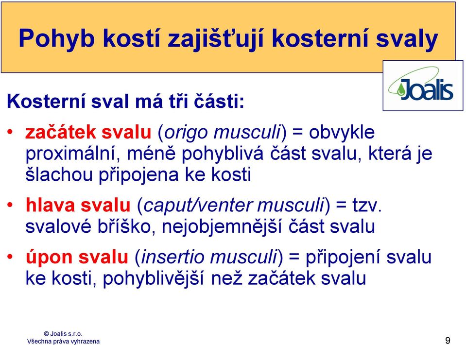 kosti hlava svalu (caput/venter musculi) = tzv.