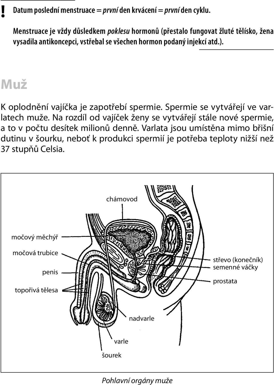 podaný injekcí atd.). Muž K oplodnění vajíčka je zapotřebí spermie. Spermie se vytvářejí ve varlatech muže.