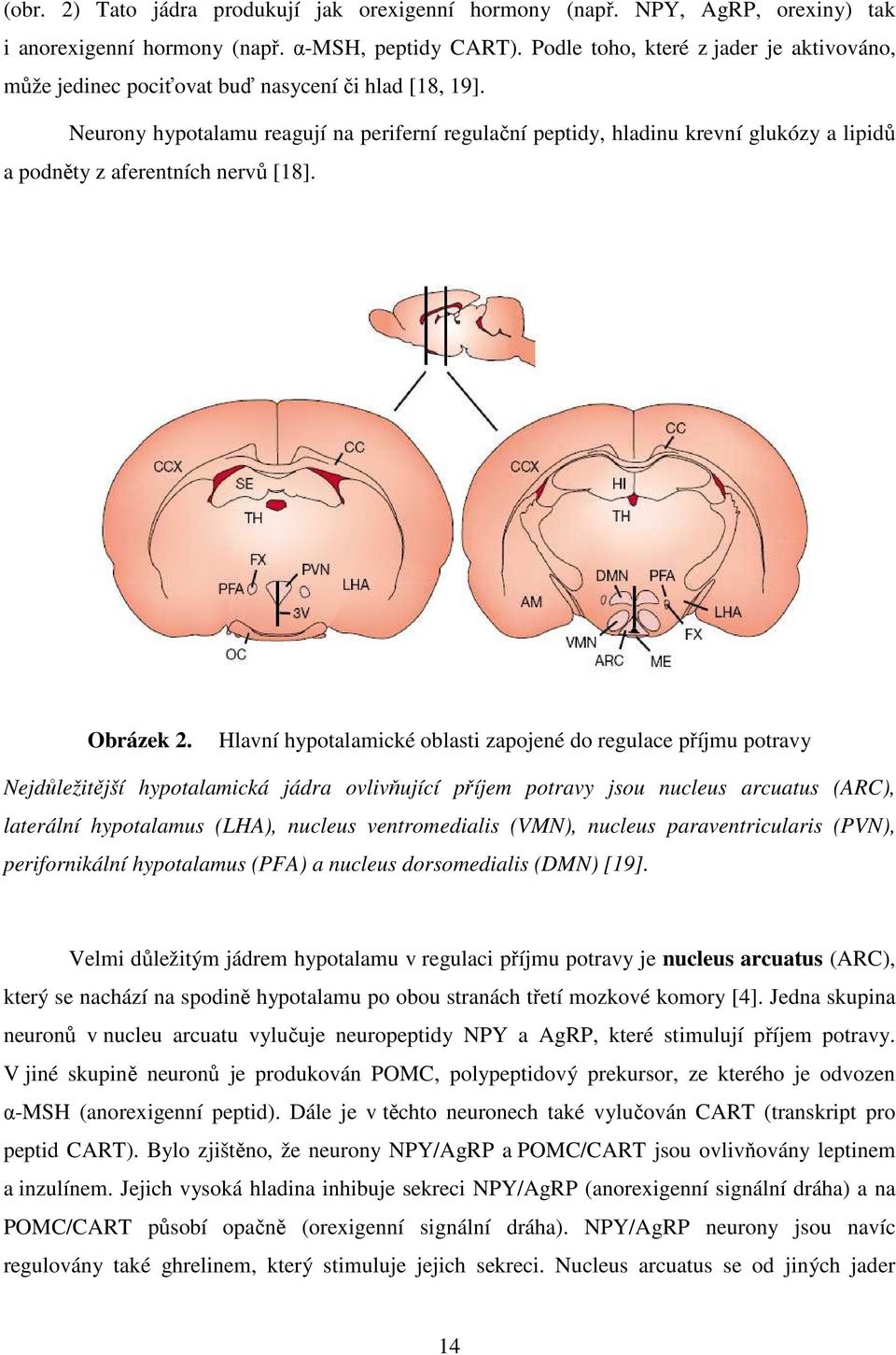 Neurony hypotalamu reagují na periferní regulační peptidy, hladinu krevní glukózy a lipidů a podněty z aferentních nervů [18]. Obrázek 2.