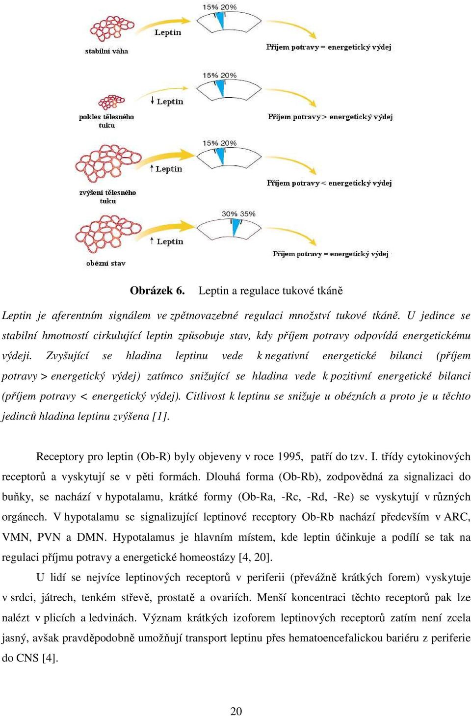 Zvyšující se hladina leptinu vede k negativní energetické bilanci (příjem potravy > energetický výdej) zatímco snižující se hladina vede k pozitivní energetické bilanci (příjem potravy < energetický