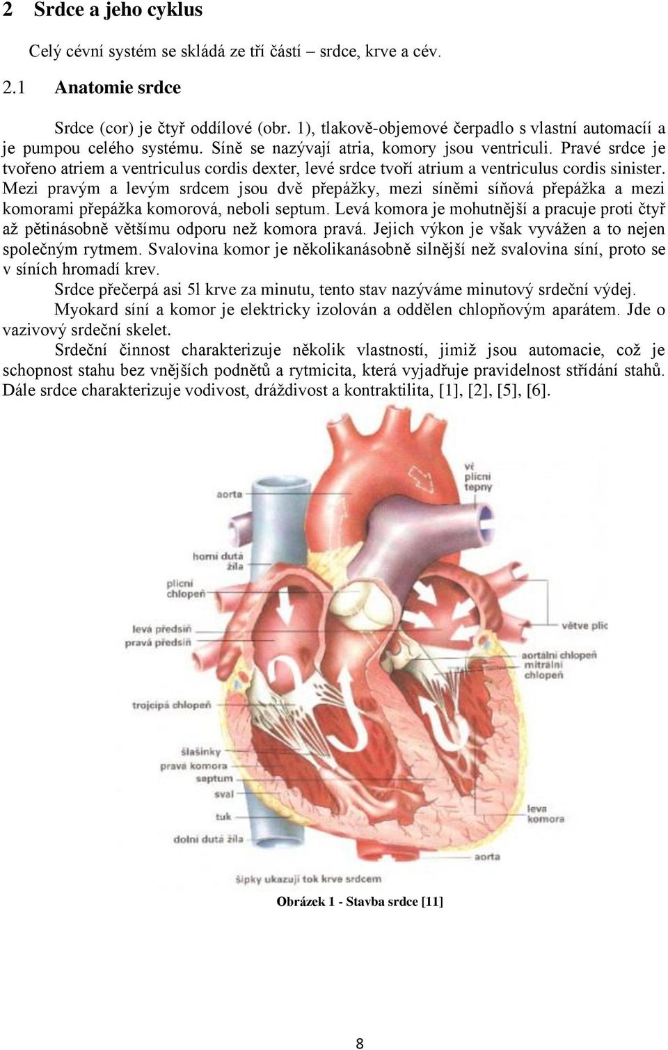 Pravé srdce je tvořeno atriem a ventriculus cordis dexter, levé srdce tvoří atrium a ventriculus cordis sinister.