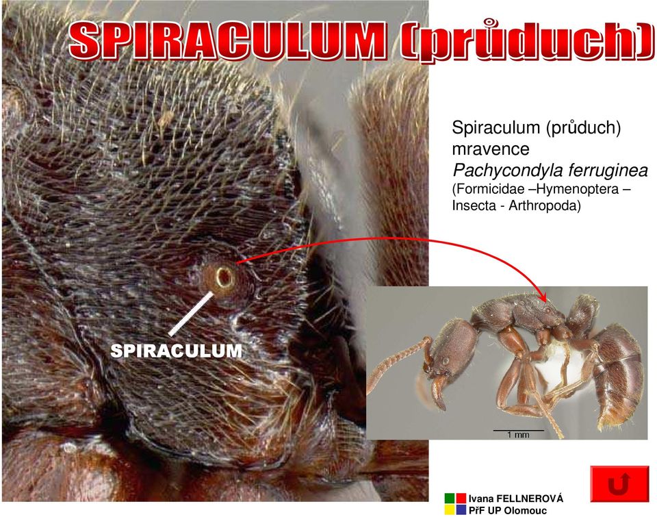 ferruginea (Formicidae