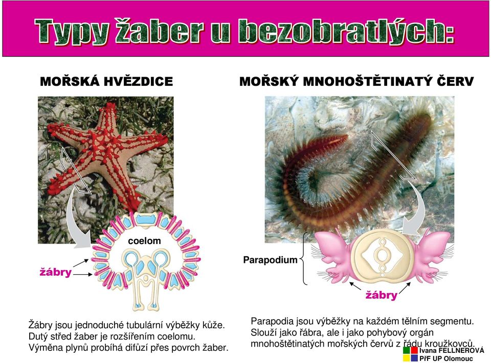 Výměna plynů probíhá difůzí přes povrch žaber.
