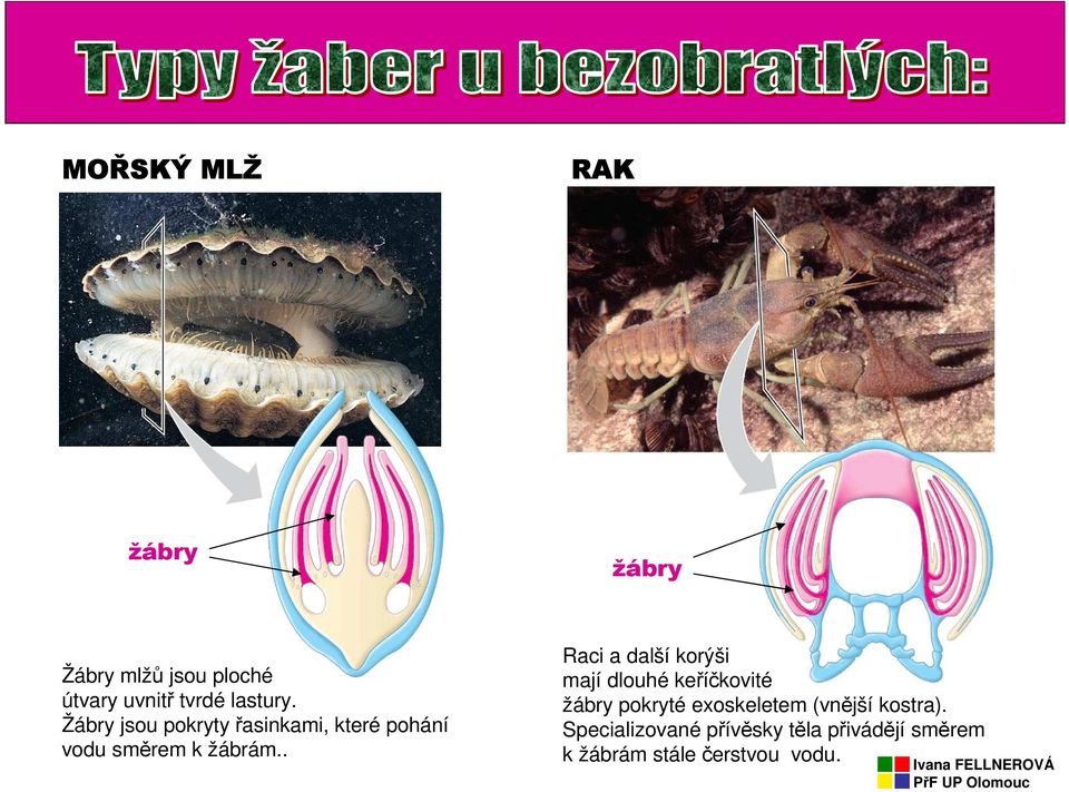 . Raci a další korýši mají dlouhé keříčkovité žábry pokryté exoskeletem