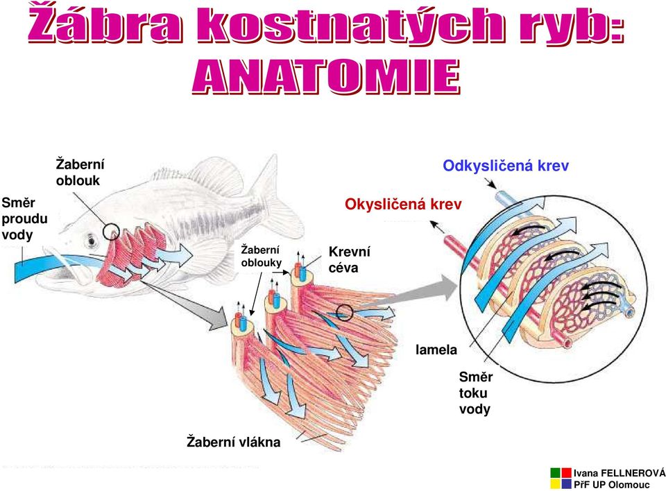 Krevní céva Odkysličená krev