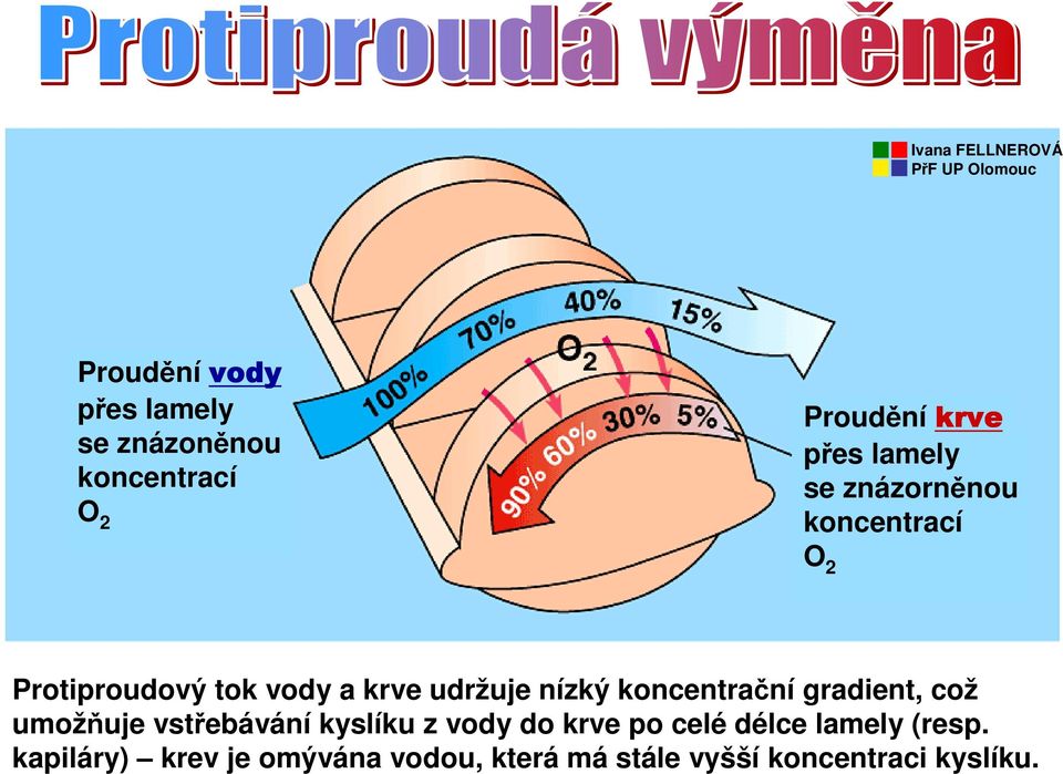 koncentrační gradient, což umožňuje vstřebávání kyslíku z vody do krve po celé