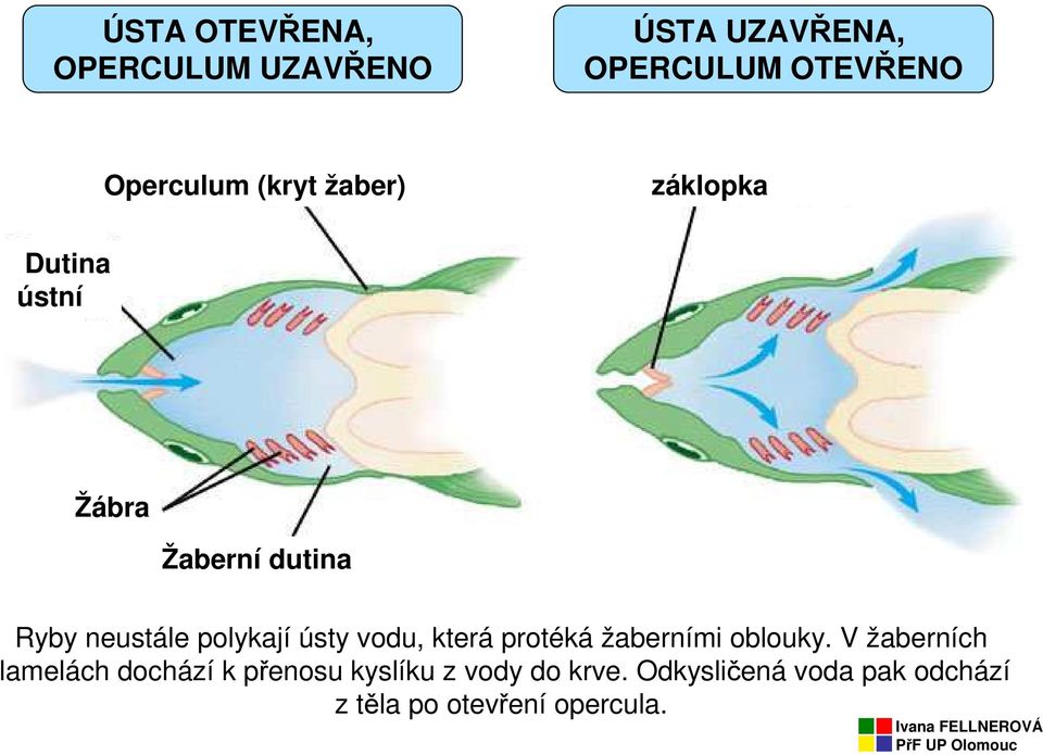 ústy vodu, která protéká žaberními oblouky.