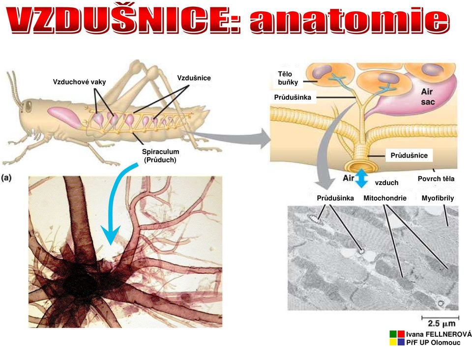 (Průduch) Průdušnice vzduch