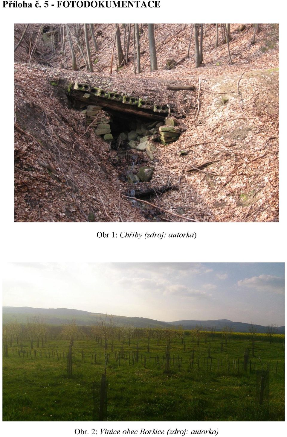 Chřiby (zdroj: autorka)