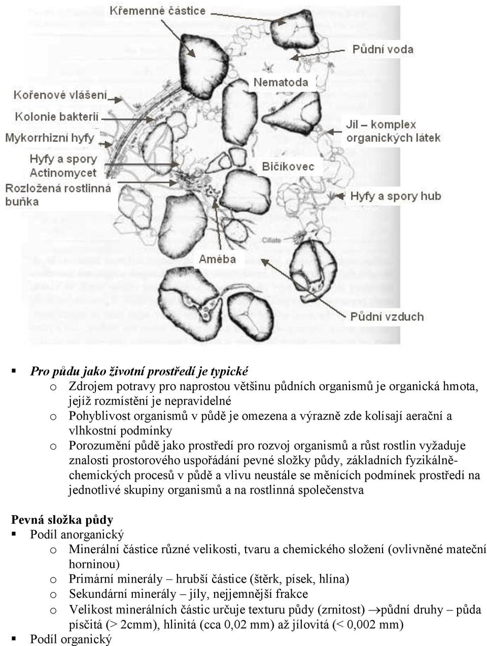 fyzikálněchemických procesů v půdě a vlivu neustále se měnících podmínek prostředí na jednotlivé skupiny organismů a na rostlinná společenstva Pevná složka půdy Podíl anorganický o Minerální částice