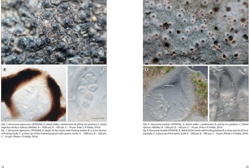 Scale: A 1000 μm, B 100 μm, C 10 μm. (Photo J. P. Halda, 2014). Obr. 8. Verrucaria viridula (JPH9476); A, detail stélky s plodnicemi; B, příčný řez plodnicí; C, Detail výtrusu.