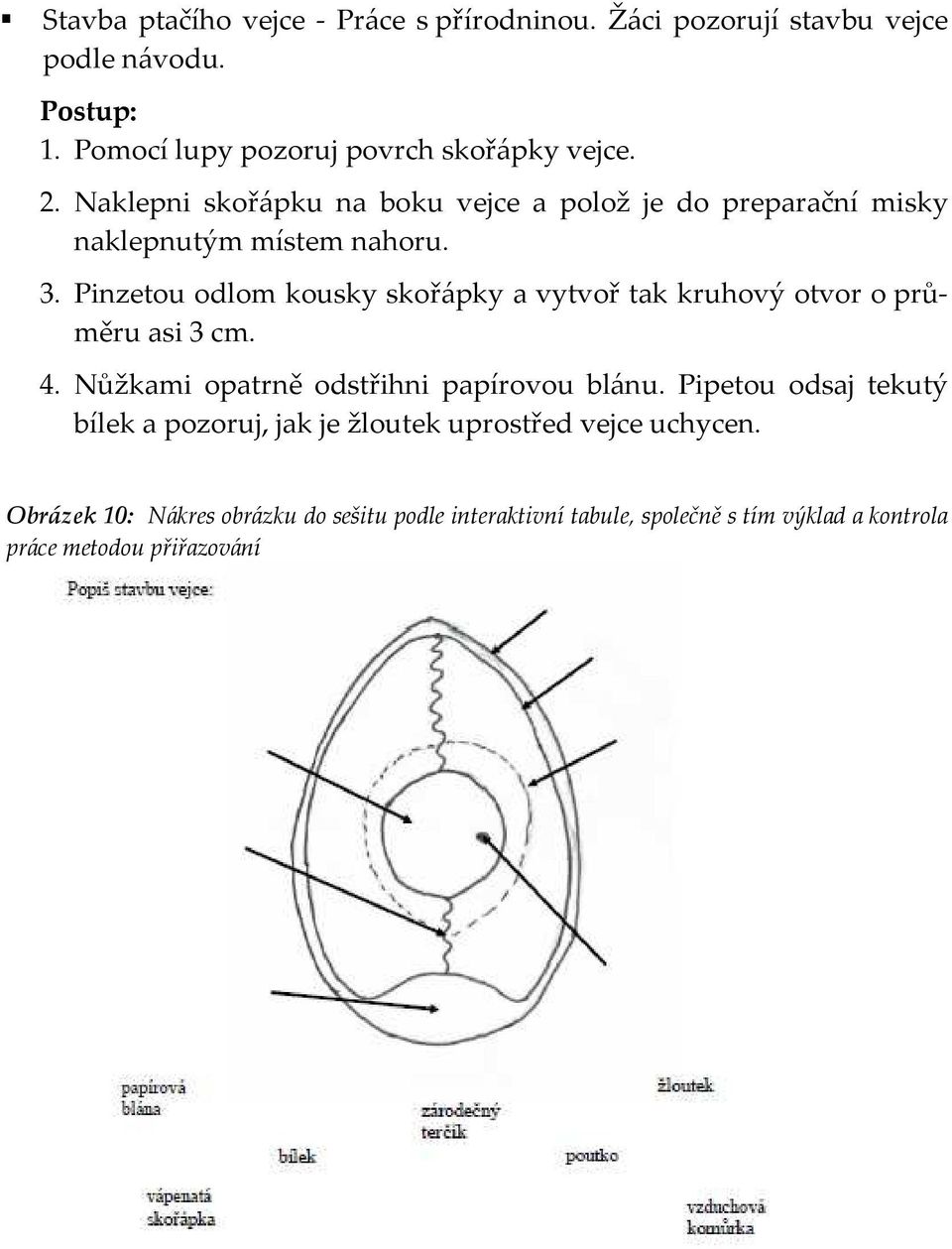 Pinzetou odlom kousky skořápky a vytvoř tak kruhový otvor o průměru asi 3 cm. 4. Nůžkami opatrně odstřihni papírovou blánu.