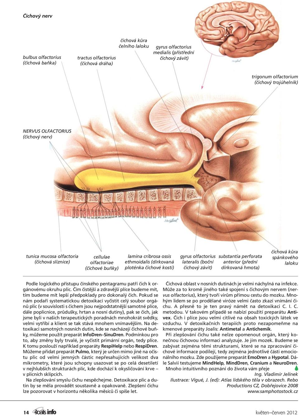 gyrus olfactorius lateralis (boční čichový závit) substantia perforata anterior (přední dírkovaná hmota) čichová kůra spánkového laloku Podle logického přístupu čínského pentagramu patří čich k