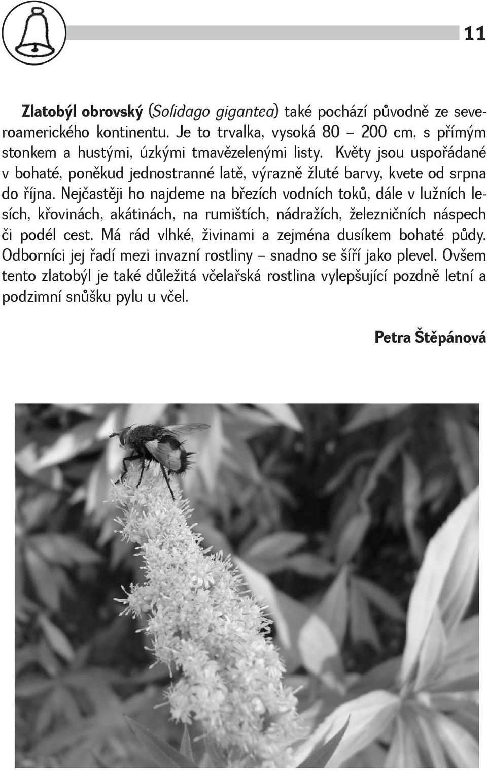 Kvìty jsou uspoøádané v bohaté, ponìkud jednostranné latì, výraznì luté barvy, kvete od srpna do øíjna.