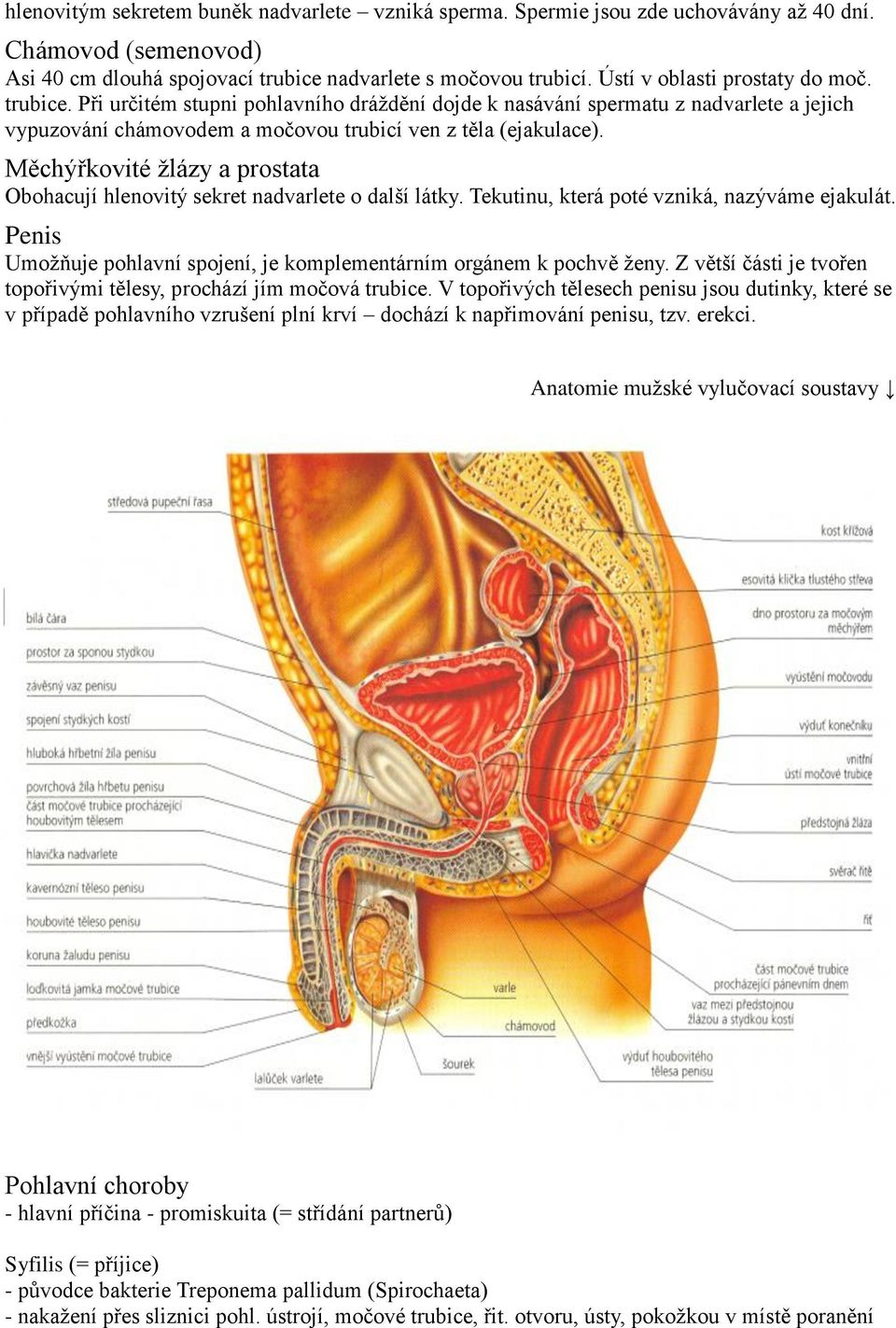 Měchýřkovité žlázy a prostata Obohacují hlenovitý sekret nadvarlete o další látky. Tekutinu, která poté vzniká, nazýváme ejakulát.