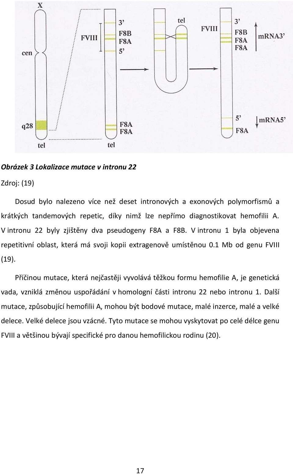 Příčinou mutace, která nejčastěji vyvolává těžkou formu hemofilie A, je genetická vada, vzniklá změnou uspořádání v homologní části intronu 22 nebo intronu 1.